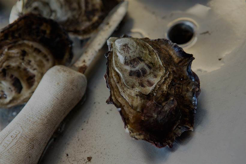 IoT Keeps Tasmania’s Oyster Industry from Suffering Tremendous Losses